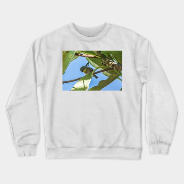 Japanese white-eye Honolulu Crewneck Sweatshirt by KensLensDesigns